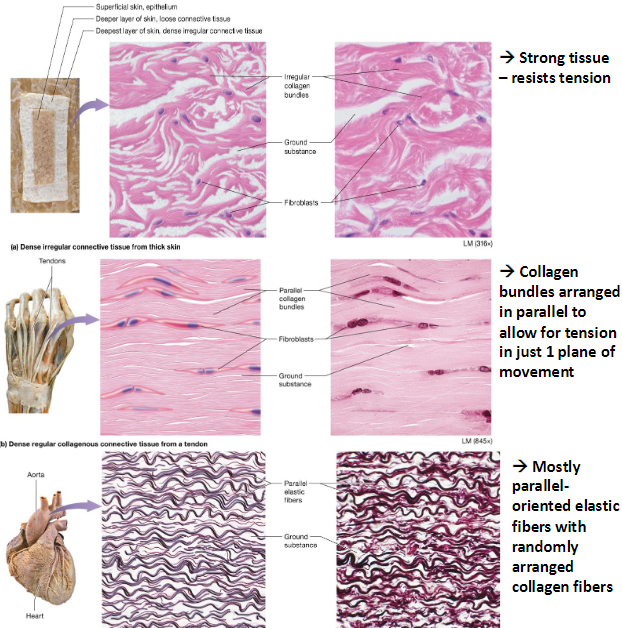 <ul><li><p><strong>Dense Irregular</strong></p><ul><li><p>Collagen bundles</p></li><li><p>Resists tension</p></li></ul></li><li><p><strong>Dense Regular (fibrous)</strong></p><ul><li><p>Organized collagen bundles</p></li><li><p>Tendons, ligaments</p></li></ul></li><li><p><strong>Dense Regular (elastic)</strong></p><ul><li><p>Parallel elastic fibers</p></li><li><p>Large blood vessels &amp; ligaments</p></li></ul></li></ul><p></p>