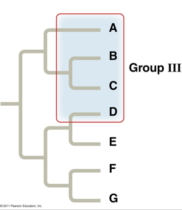 <p>What type of grouping is this?</p>