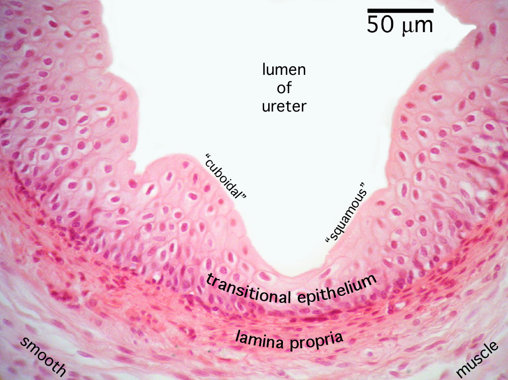 <ul><li><p>Convoluted lumen</p></li><li><p>Transitional epithelium</p></li><li><p>Lamina propria</p></li><li><p>Smooth muscle - longitudinal</p></li><li><p>Smooth muscle - circular</p></li></ul><p></p>