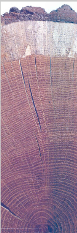 <p>what is each layer? outside to inside</p>