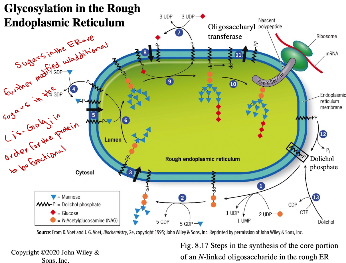 <p>They are further modified in the cis-Golgi for full functionality</p>