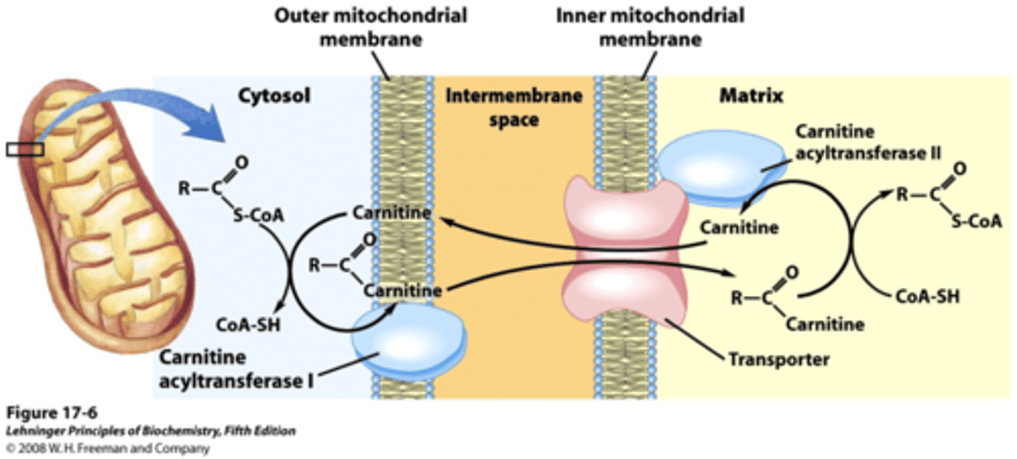 <p>succinate dehydrogenase (flavoprotein because it is covalently bonded to FAD, electron acceptor in this reaction) is an integral protein on the inner-mitochondrial membrane</p>