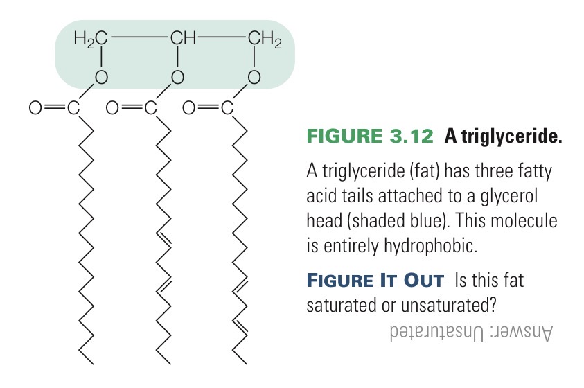<p>A molecule that is entirely hydrophobic and therefore does not dissolve in water. Most abundant and richest energy source in your body and is more energy-dense than carbs.</p><p></p><p>Has three fatty acids bonded to a glycerol.</p>