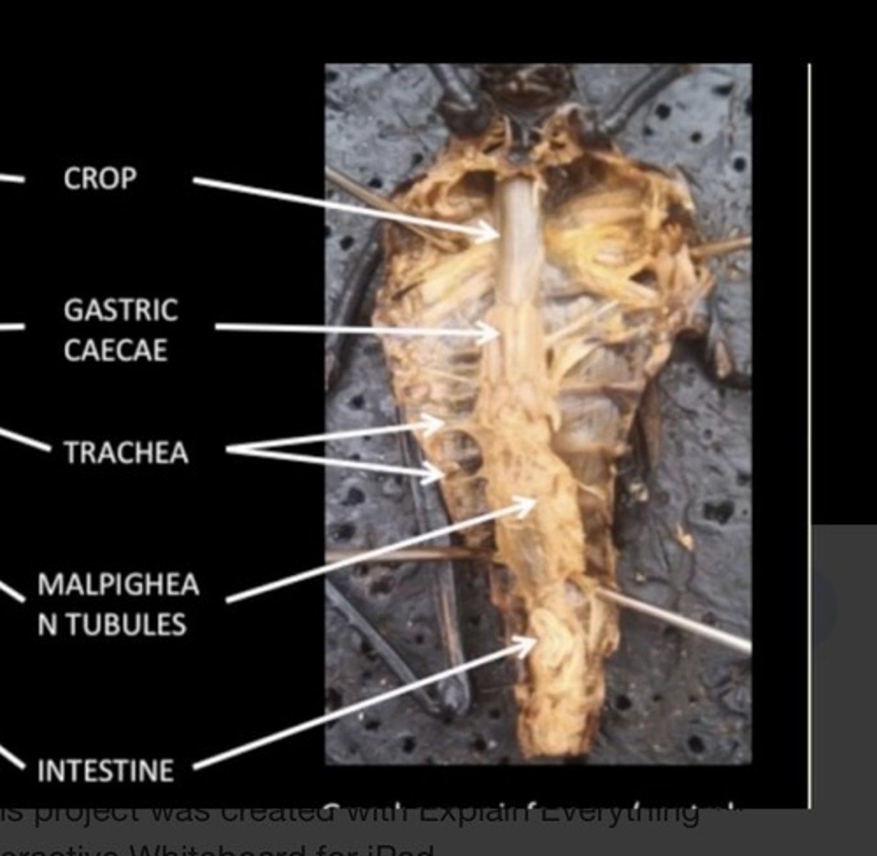 <p>gastric ceca: digestion/enzymes</p>