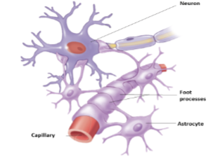 <p>Most abundant<br>Create supportive framework<br>Promote formation of right junctions between capillaries which helps form the blood- brain barrier<br>Communicate electrically with neurons<br>Monitor activity; regulate blood flow to match metabolic need<br>Star- shaped with many cytoplasmic extensions from the cell body</p>