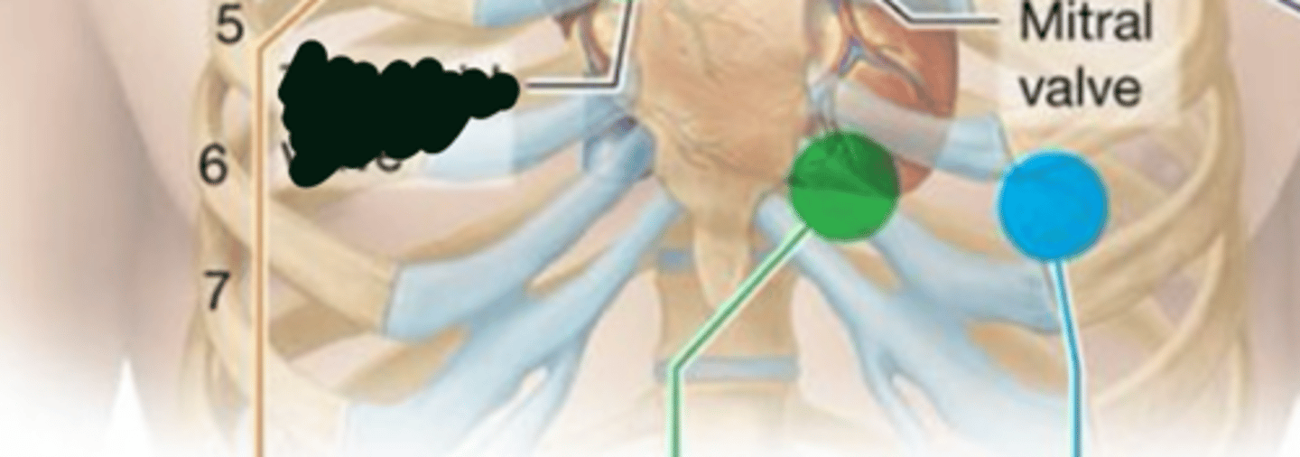 <p>fifth intercostal space; midciavicular line. During S1</p>