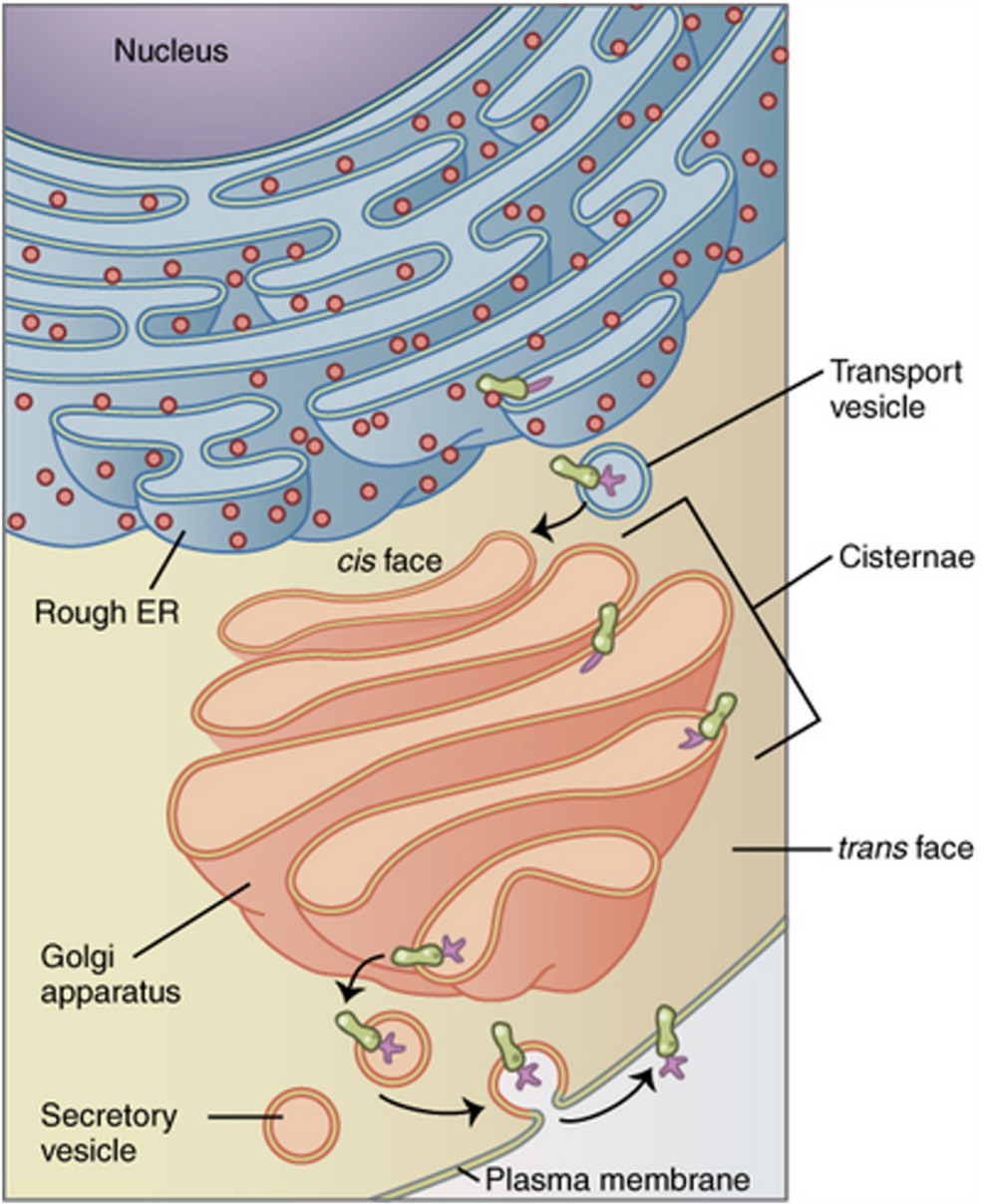 <p><span>•Vesicles from the RER migrate to the Golgi body.</span></p><p><span>•Proteins are modified inside the Golgi body and packaged into vesicles:</span></p><p><span>⚬Proteins for secretion = exocytosis.</span></p><p><span>⚬Proteins destined for membranes = fuse with the cell membrane.</span></p><p><span>⚬Digestive enzymes = eventually become lysosomes (or fuse with lysosomes).</span></p>