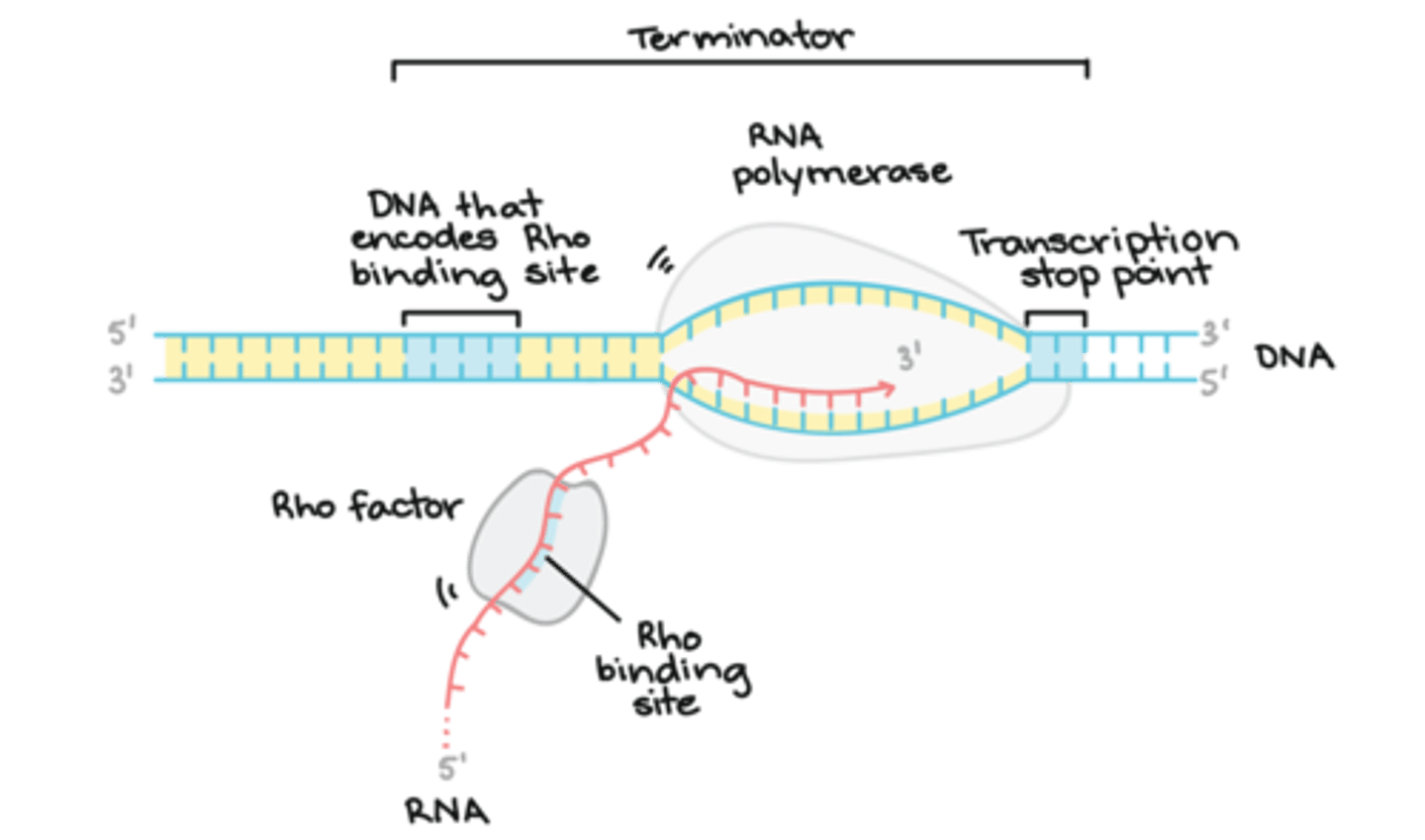 <p>(B) I and II Only</p><p>The following are mechanisms that allows an RNA polymerase to know when to stop transcription</p><p>1. RNA polymerase recognizes a known sequence of DNA called a terminator that signals the RNA polymerase to stop transcription.</p><p>2. mRNA forms a hairpin on itself that impairs the polymerase from moving forward.</p>