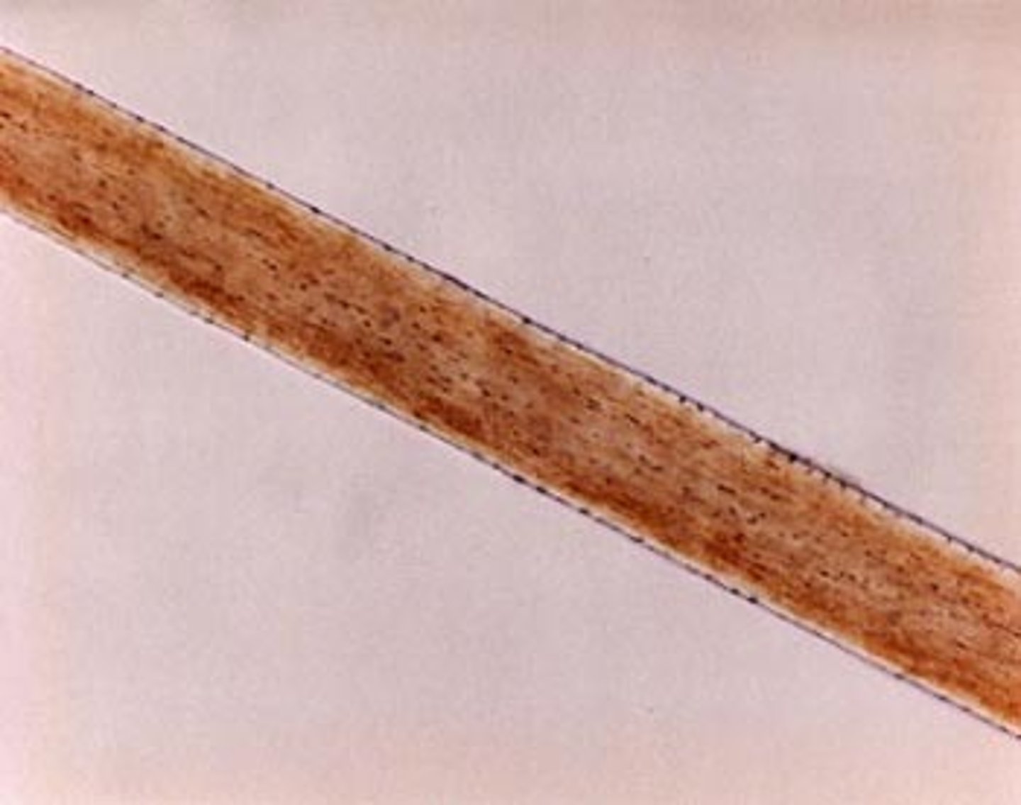 <p>What type of hair is this?</p>