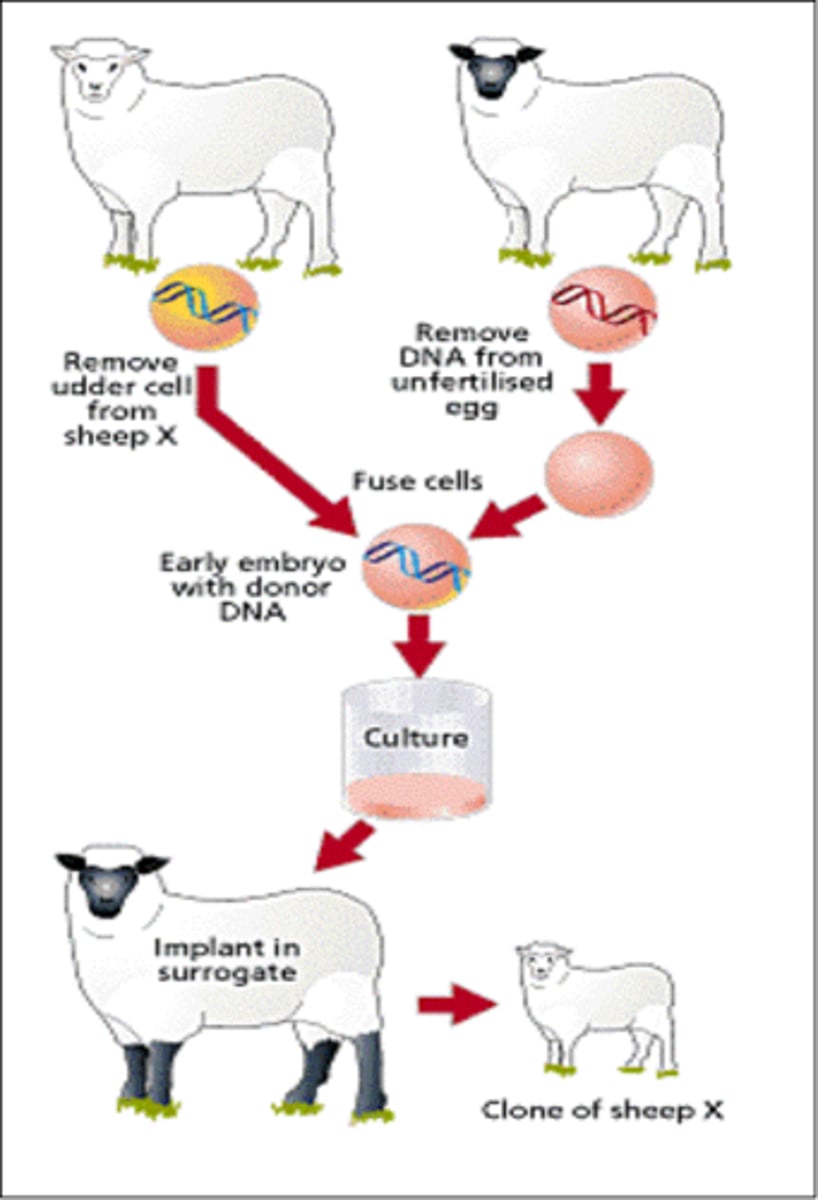 <p>1 - remove a nucleus from desired specie's adult cell</p><p>2 - extract a mature egg from a member of the same species</p><p>3 - remove nucleus from the mature egg</p><p>4 - use a mild electric shock to fuse nucleus from desired species with the empty egg</p><p>5 - implant cloned embryo to another member of the same species before any cell differentiation</p><p>6 - organism is born as a clone of the desired species</p>