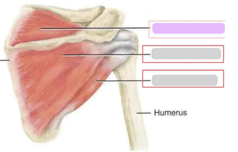 <p><span>Posterior rotator cuff (deep)</span></p>