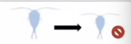 <ul><li><p>the first generation (F1) of hybrids are fertile but the second generation (F2) fail to form properly</p></li><li><p>the offspring of hybrid copepods have less potential for survival or reproduction </p></li></ul>