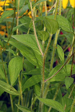 <p>Deam’s coneflower - <em>Rudbeckia fulgida var. deamii</em></p>