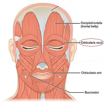 <p>O: mandible and maxille</p><p>I: skin around mouth</p><p>A: close and compress lips</p>