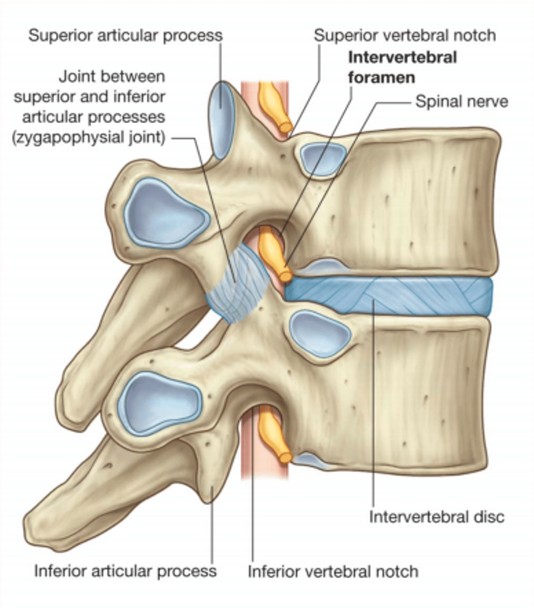 <p>Intervertebral discs</p>