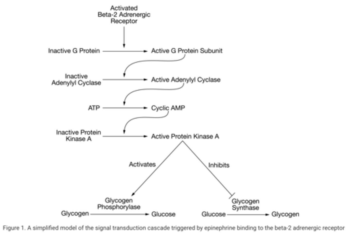 <p><strong>D.</strong>The rate of glycogen synthesis in the cell will increase</p>