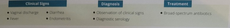 <p>zoonotic disease caused by <mark data-color="#fffd00" style="background-color: rgb(255, 253, 0); color: inherit;">Campylobacter jejuni or Campylobacter fetus</mark>. cause of abortion in sheep and goats. more common in sheep. transmitted by pregnant ewe or doe ingests contaminated feed or is exposed to contaminated aborted tissue. abortions typically occur in the last 6 weeks of gestation. prevented by vaccination or using tetracycline in feed.</p>