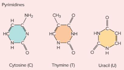 <p>Pyrimidines</p>