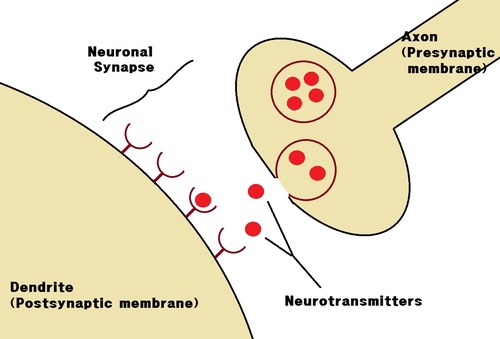 Secretion of neurotransmitter at synaptic terminus.

Secretion of digestive juices from exocrine glands.