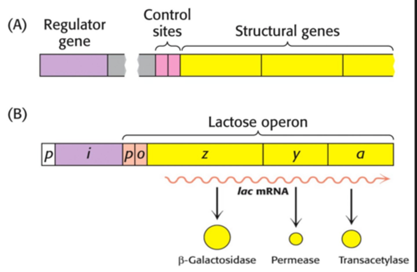 <p>-p and o are promoter and operator</p><p>-Lacz-->b galactosidase, lac y-->permease, lac a-->transacetylase</p>