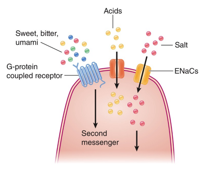 Na+ correlates to salty and H+ correlates to sour, so when these things enter through the channel, they cause depolarization and thus an action potential is sent regarding what taste is sensed.
