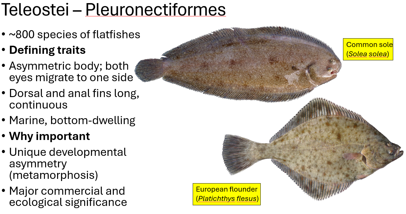 <p><span><span>•~800 species of flatfishes</span></span></p><p><span><span>•</span><strong><span>Defining traits</span></strong></span></p><p><span><span>•Asymmetric body; both eyes migrate to one side</span></span></p><p><span><span>•Dorsal and anal fins long, continuous</span></span></p><p><span><span>•Marine, bottom-dwelling</span></span></p><p><span><span>•</span><strong><span>Why important</span></strong></span></p><p><span><span>•Unique developmental asymmetry (metamorphosis)</span></span></p><p><span><span>•Major commercial and ecological significance</span></span></p>