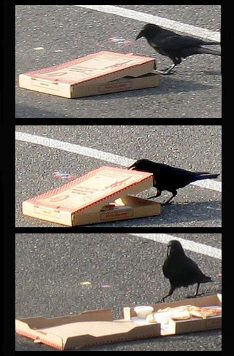 <p>able to find a way of doing something easily; usually to trick people</p>