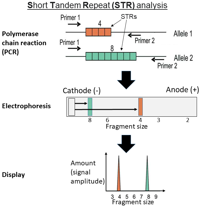 <p><span style="background-color: transparent;"><span>STR</span></span></p>