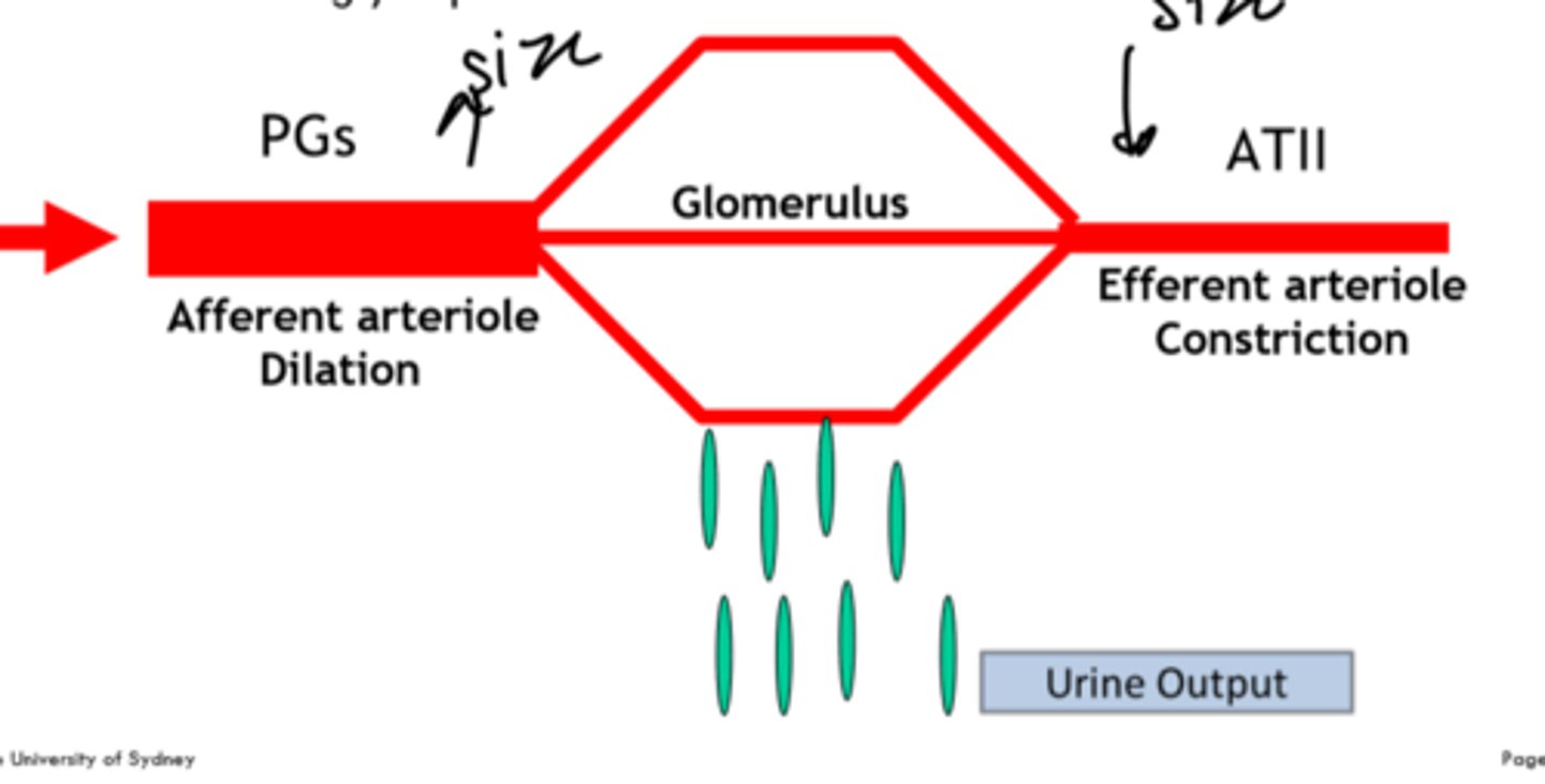 <p>PG control size of afferent arteriole</p><p>AT-II control size of efferent arteriole</p><p>example: less salt = PG widens afferent Ang-II closes efferent</p>