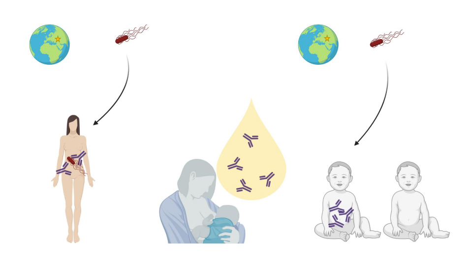 <p>Maternal antibodies tailed to the child environment (the entero-respiratory mammary axis)</p>