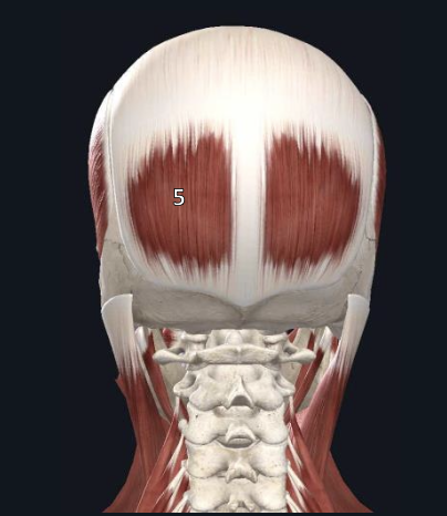 <p>name structure #5</p>