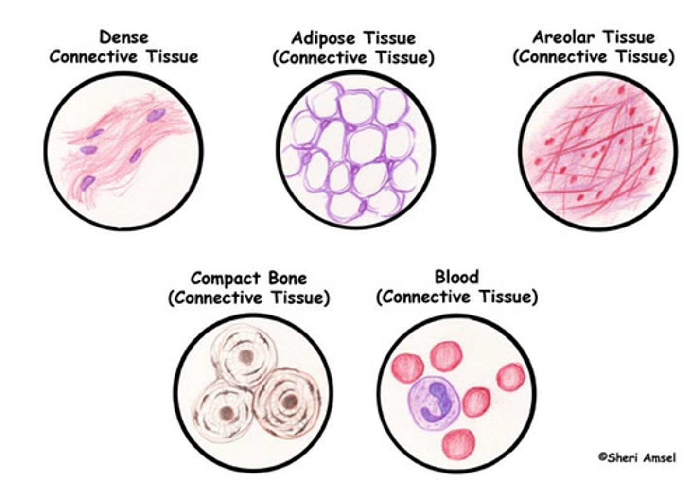 <p>Few cells - consists mainly of a nonliving material between the cells, called the extracellular matrix.</p><p>The extracellular matrix consists of fibers and a fluid or gel-like ground substance. </p><p>The fibers include collagen fibers (for strength), elastic fibers (for elasticity), and reticular fibers (form networks that support the cells).</p><p>The ground substance acts as a medium to allow oxygen and nutrients to diffuse between the cells.</p><p>Common origin – they all originate from mesenchyme (embryonic connective tissue) in the embryo.</p>
