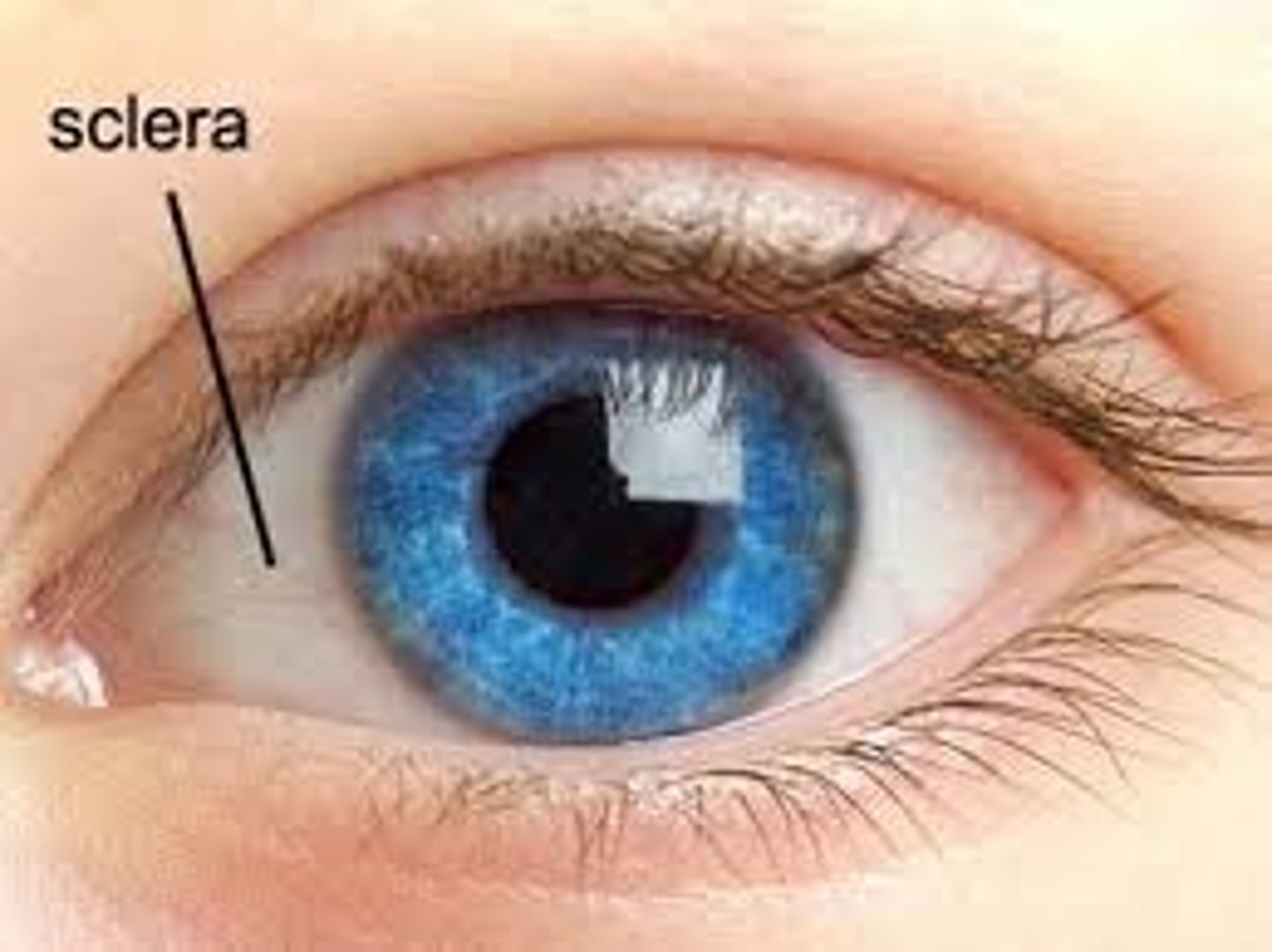 <p>-White part of the eye</p><p>-Seen anteriorly as the "white of the eye"</p>