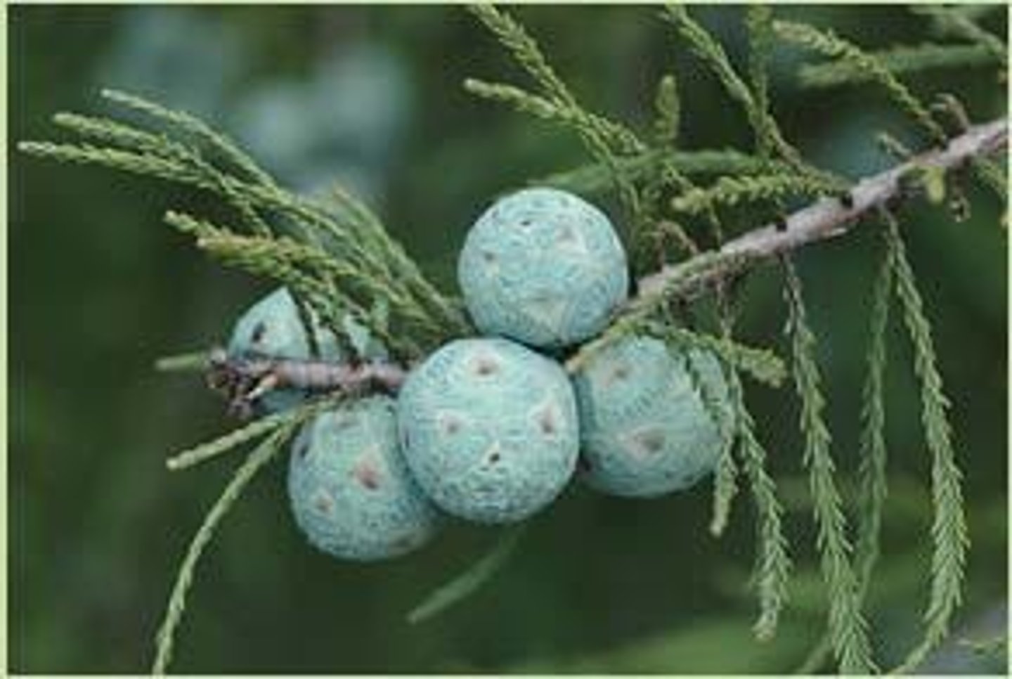 <p>Sugar Hackberry, Sugarberry, Southern Hackberry or Mississippi Hackberry; Leaves alternate, 3-veined at the base.</p>