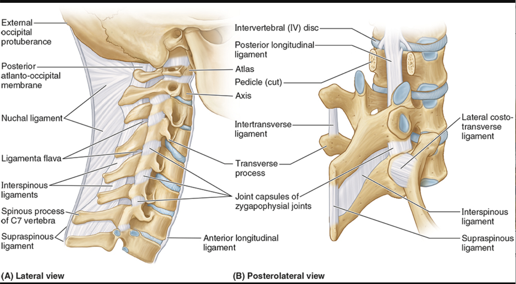<ul><li><p>occiput to cervical vertebrae</p></li><li><p>resists flexion</p></li></ul><p></p>