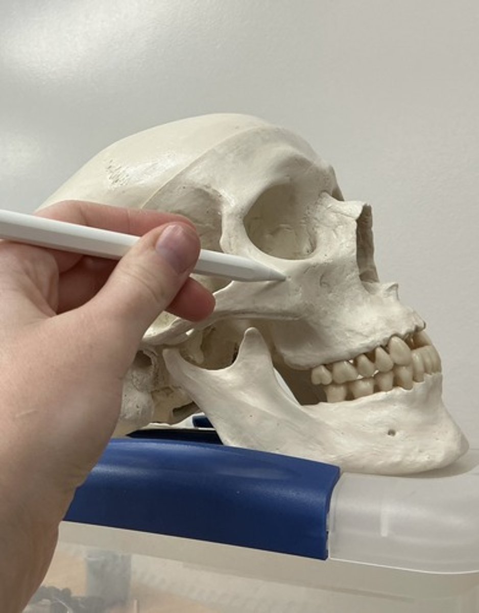 <p>What is the arrow pointing to?</p>