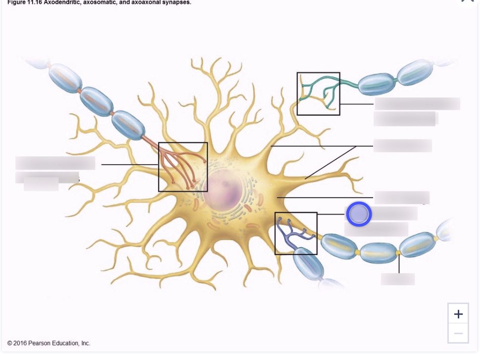 * connects the axons of two different neurons 
