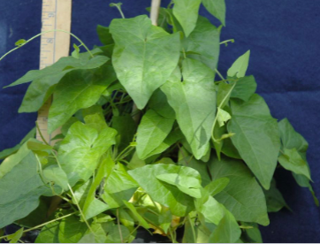 <p><span>Hedge bindweed (Convolvulaceae)</span></p>