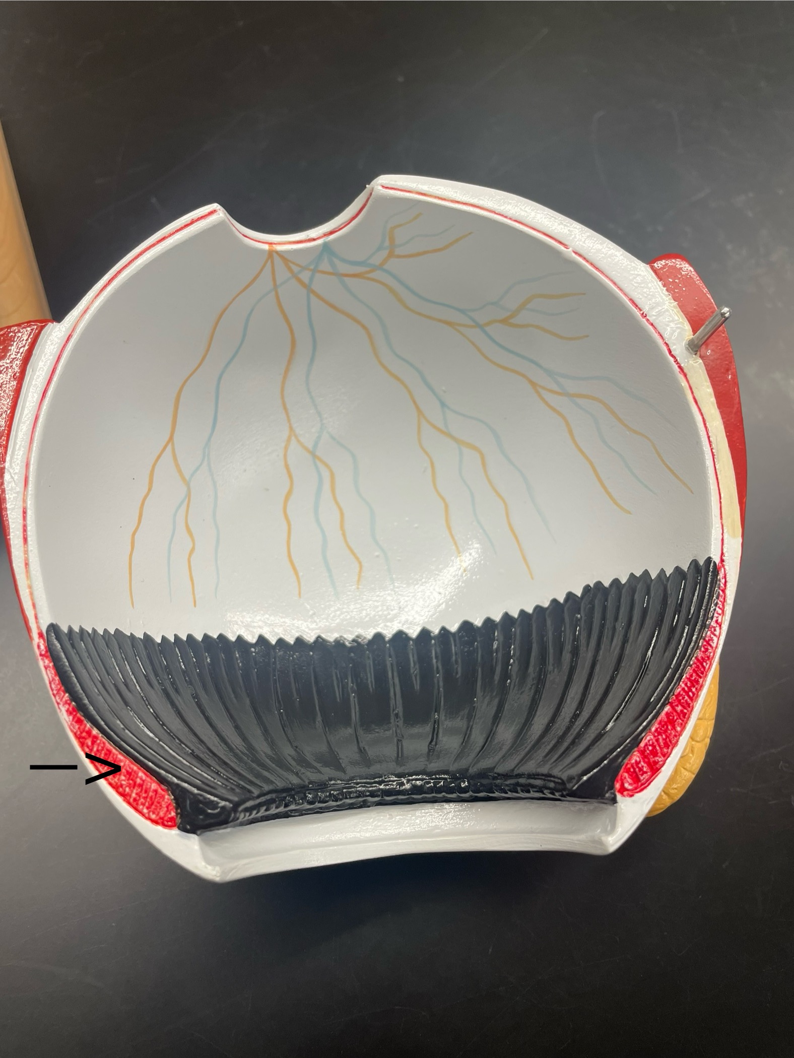 <p>ID muscle</p>