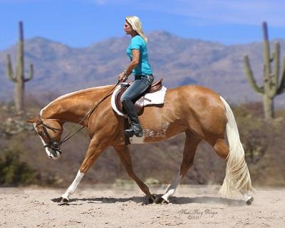 <p>Oldest color breed, registry in Tulsa, golden in color with white mane and tail, color near that of a gold coin, skin must be black, dark or mouse colored, must have 15% or fewer dark hairs in the mane and tail</p>