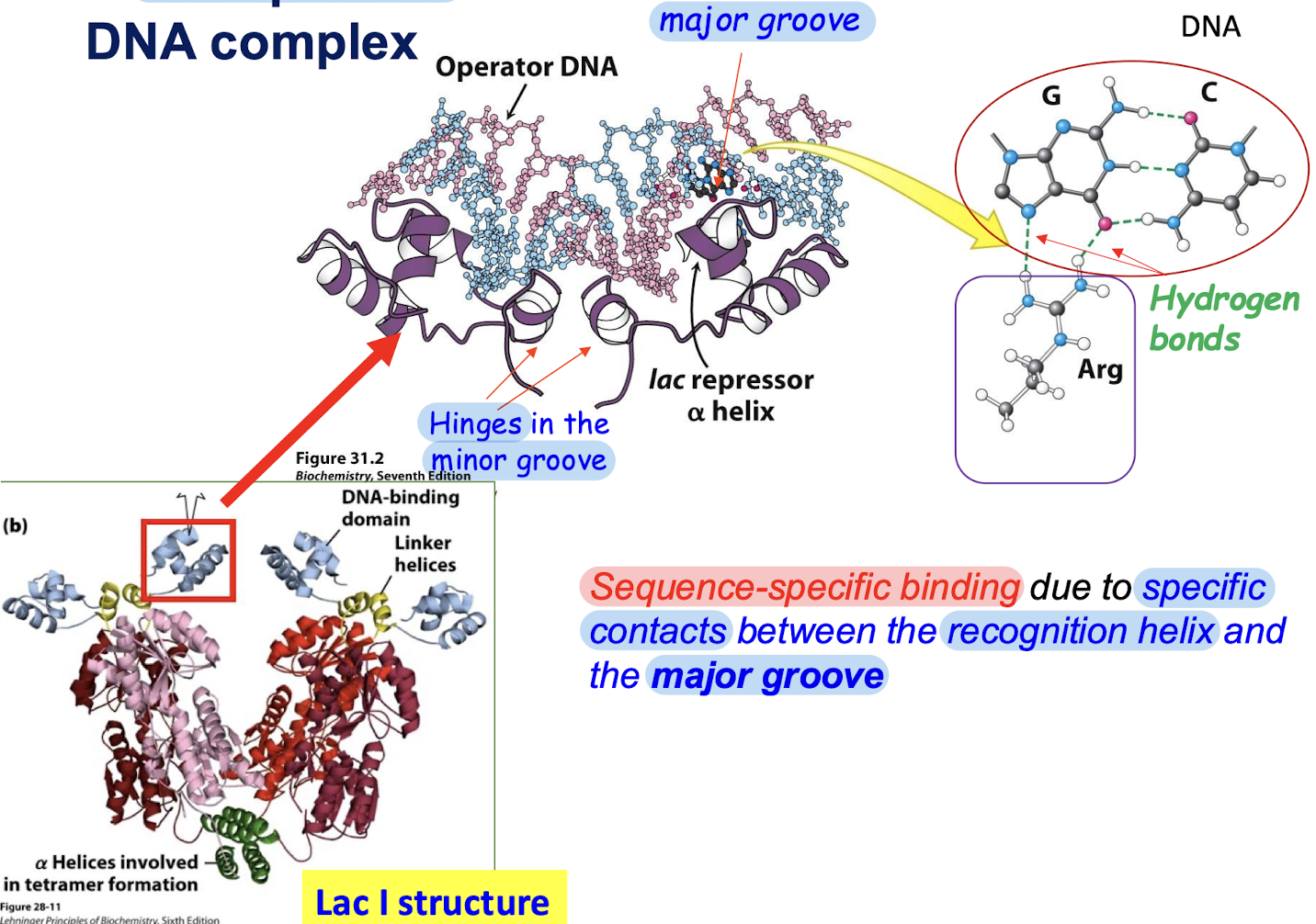 <p>Sequence-specific binding due to specific contacts between the recognition helix of the HTH and the major groove. The hinges are in the minor groove.</p>