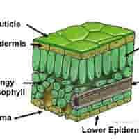 <p>Made up of two types of cells:<strong> Palisade Mesophyll &amp; </strong>Spongy Mesophyll</p>