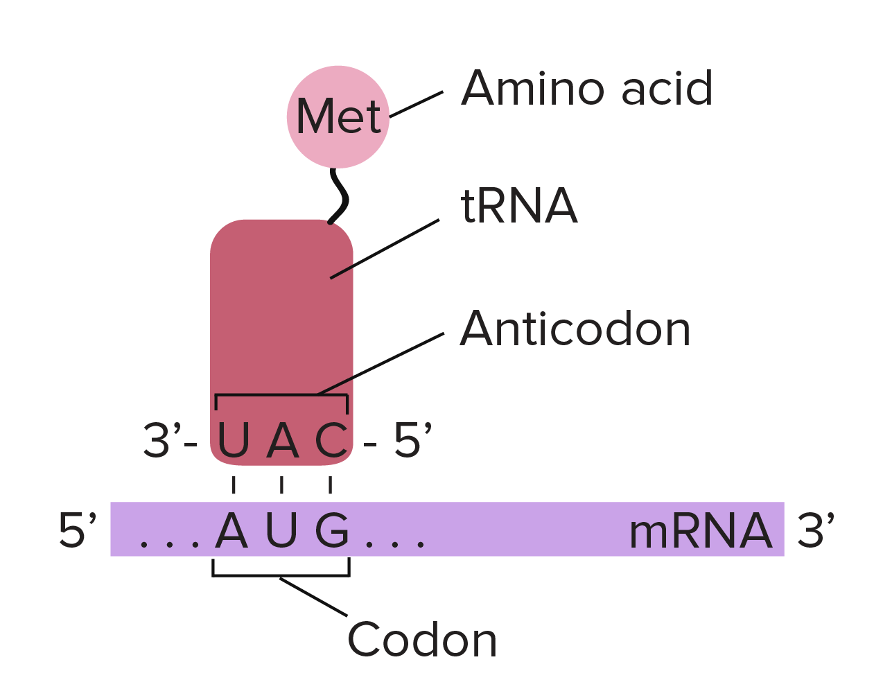 <p>transfer RNA; matches anti-codon to mRNA codon to bring the correct amino acid</p>