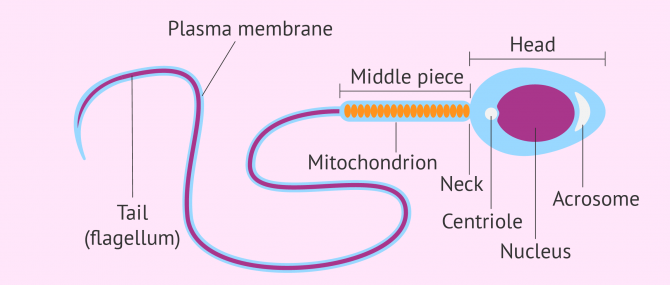 <p>Around 50 micrometres in length, head has a diameter of 5 micrometres</p><ul><li><p>Small size</p></li><li><p>Tail/<strong>flagellum </strong>for movement/effective swimming</p></li><li><p>Mid part of the sperm cell contains many mitochondria to power the movement of the flagella</p></li><li><p>The head region of the sperm cell contains a very large vesicle (<strong>acrosome</strong>) that contains digestive enzymes to break down the zona pellucida during fertilization</p></li></ul><p></p>