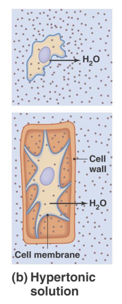 <ul><li><p>The outside of the cell has a higher concentration of solutes compared to inside the cell, causing water to go outside the cell and crenating the cell</p></li><li><p>The inside of the cell would be considered hypotonic</p></li></ul><p></p>