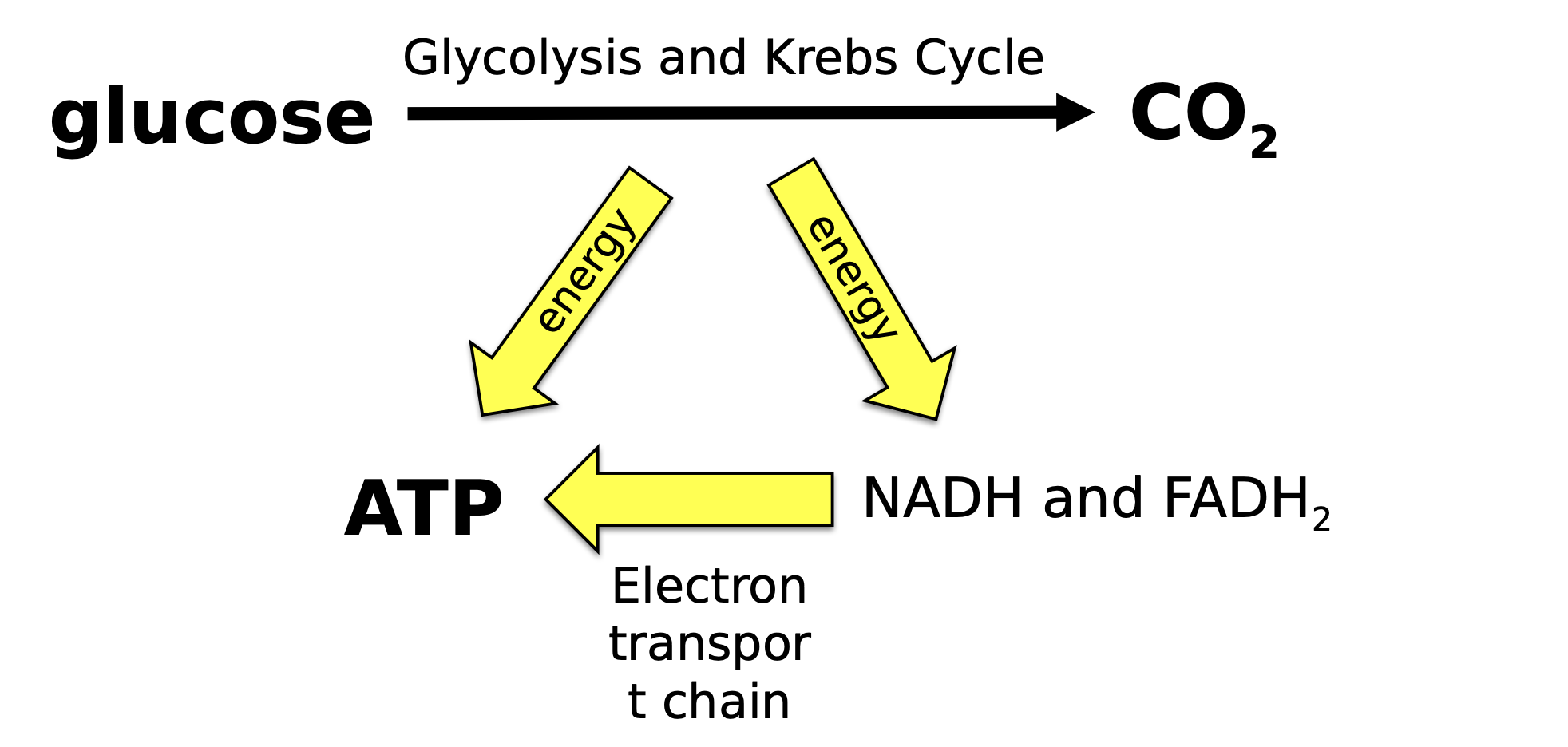 
1. Glycolysis
2. Krebs cycle (citric acid cycle)
3. Electron transport chain (oxidative phosphorylation)