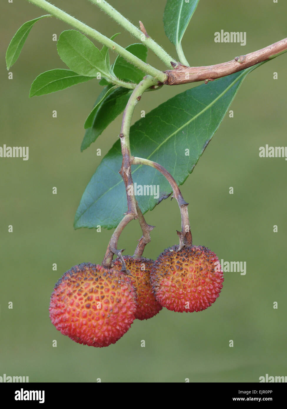 <p>Whose twig is this?</p>