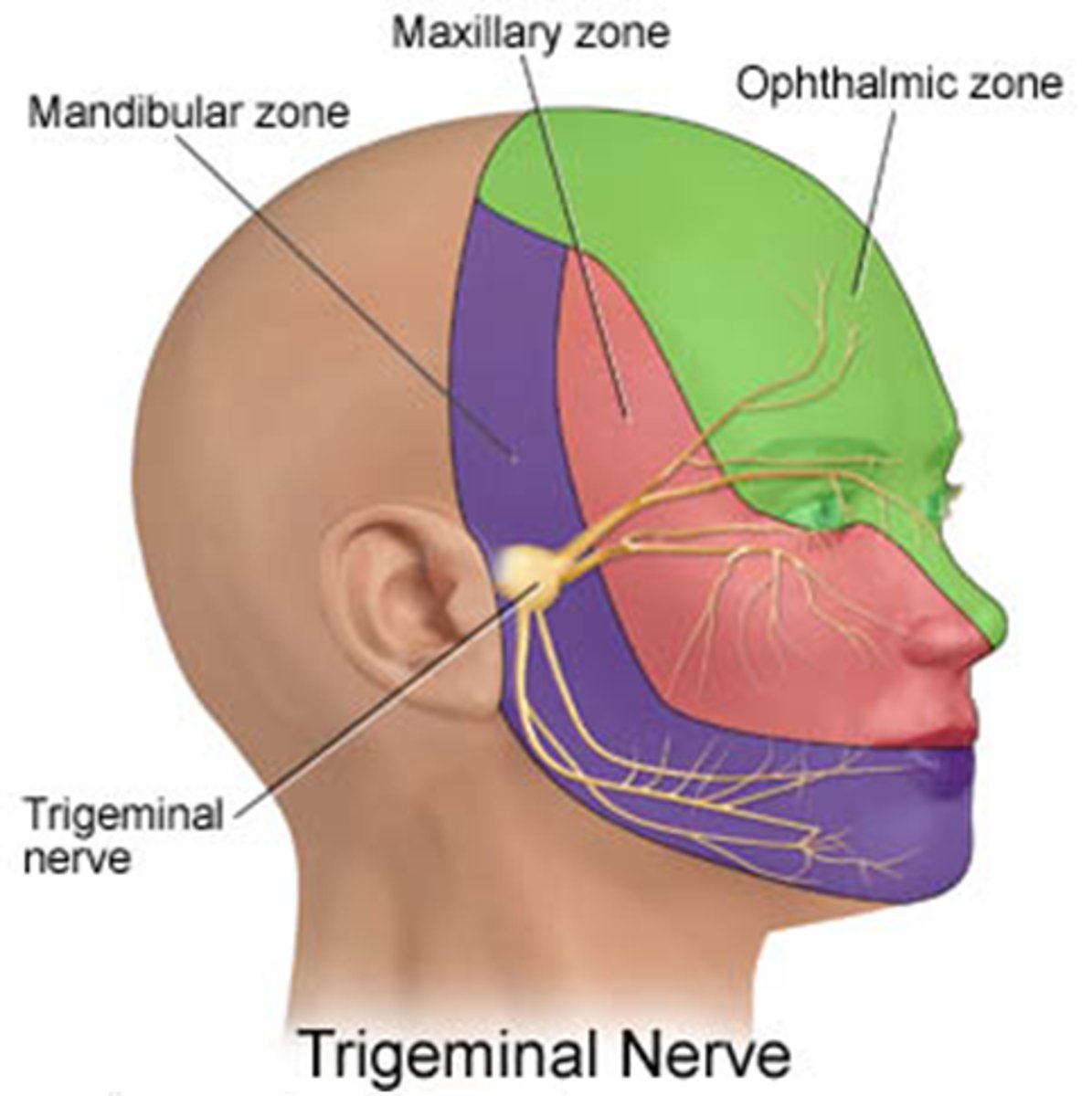 <p>Cranial Nerve V</p><p>1. Ophthalmic</p><p>2. Maxillary</p><p>3. Mandibular</p>