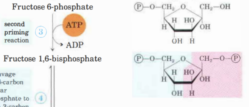 <p>Fruktos-6-fosfat → Fruktos-1,6-bisfosfat med enzymet <strong>fosfofruktokinas</strong>. Fosforylering med ATP, Mg<sup>2+</sup> beroende. Irreversibel process. </p>