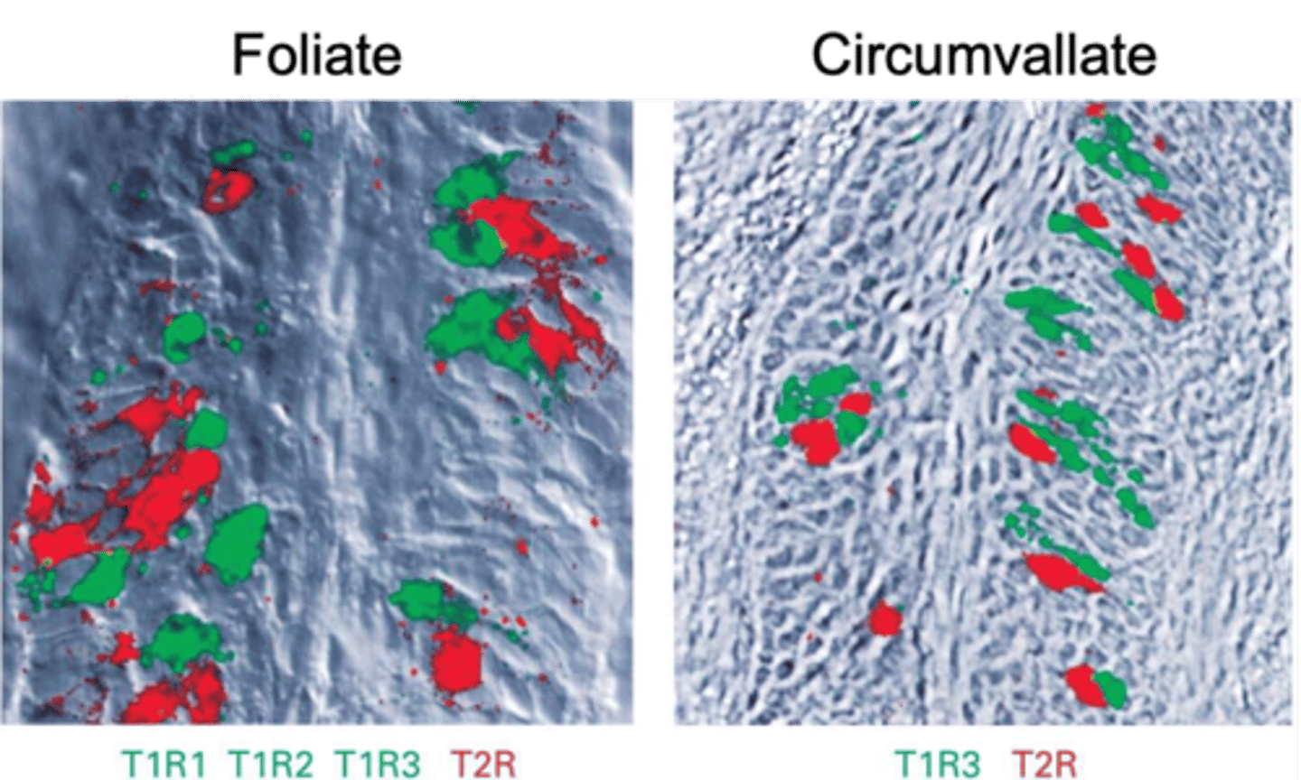 <p>What is the difference between taste cells and taste buds?</p>
